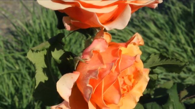 Роза Джаст Джоуи (Just Joey, Англия, 1972, ч\г) - совершенство параметров и мировое признание! смотреть онлайн