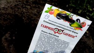 Посадка в Открытый Грунт Рассады Ревеня "ВИКТОРИЯ". 29 апреля 2021г.