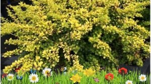 Барбарис тунберга (sunsation) ? Обзор: посадка и уход. саженцы барбариса : описание и особенности