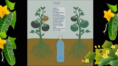 Как поливать растения в жару Способы полива растений на грядке
