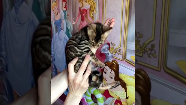 Бенгальский котик. Леопардовый котёнок. Купить Бенгала. Продажа бенгалов