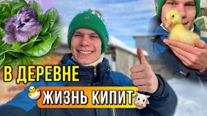 ПРОПАЖА ВЕРНУЛАСЬ Будни фермера в деревне: Павлины, Инкубации 2024, Пополнение за пополнением