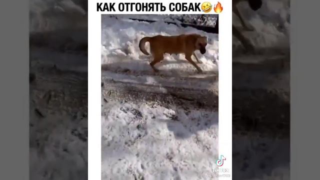 как отгонять собак????