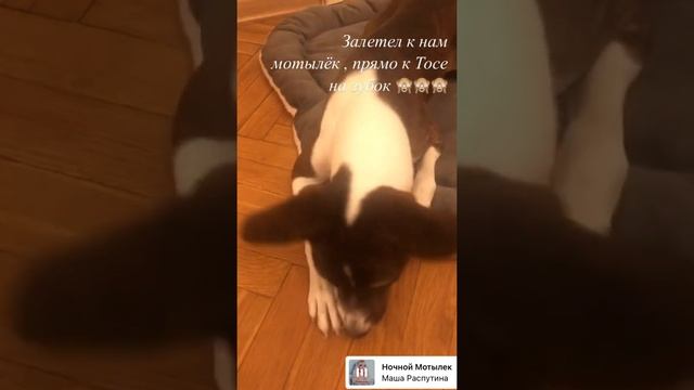 Из  ночной жизни Тото #басенджи #ночныеснайперы #животные #ночнаяжизнь   #мойпес #собакин #basenji