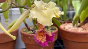 CaliOrchid - Cattleya dowiana (first bloom)