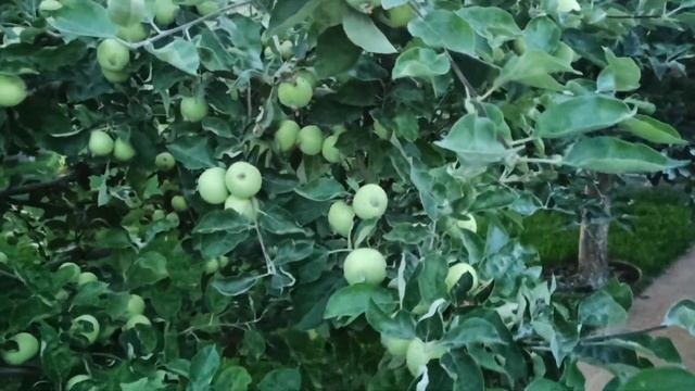 Белый налив, одно из первых, ранних яблок. смотреть онлайн