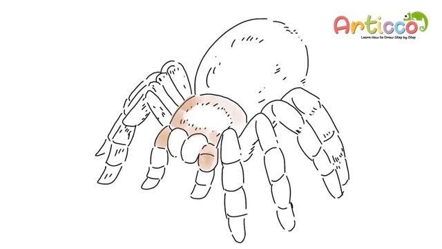 How to Draw a Tarantula Step by Step
