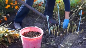 ПИОНЫ | ПОДГОТОВКА К ЗИМЕ | ТРИ несложных правила