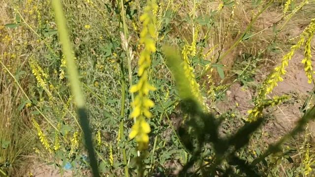 Сидерат косится сам и сидерат гроза слизней. #сидераты#слизни смотреть онлайн