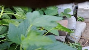 Плодоношение чёрной смородины Чёрный бумер.