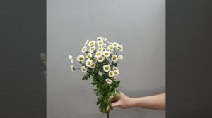 Хризантема ромашковидная