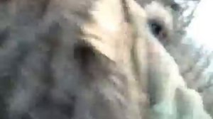 Охота - работа ВСЛ по кабану.