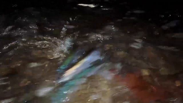 Нерест мойвы в Невельском районе смотреть онлайн