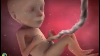 40 недель беременности