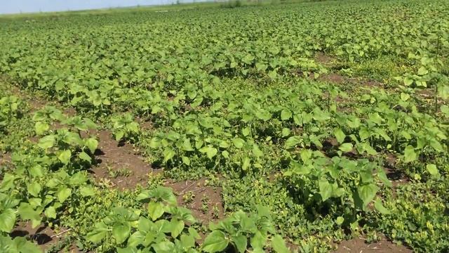 Подсолнечник после евролайтинга смотреть онлайн