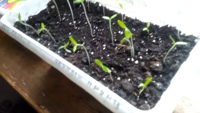 Проверенный временем способ выращивания рассады перца и помидор. Готовим грунт. смотреть онлайн