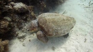 "Морские чудовища: Мифы и реальность", документальный фильм на Russian Extreme TV