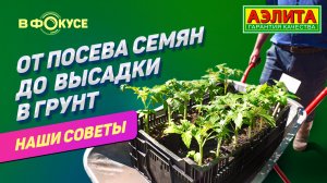 ОТ ПОСЕВА СЕМЯН ДО ВЫСАДКИ В ГРУНТ