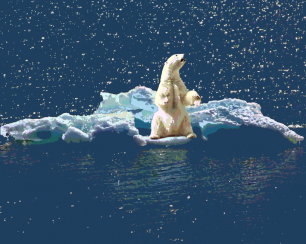 Полярные медведи - могучие хозяева Арктики. Но это в прошлом