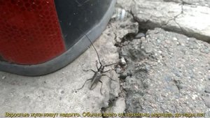 Жук Волосогрызка или жук Стригун