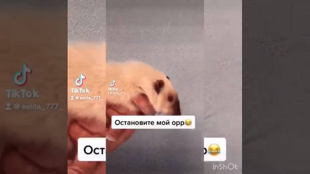 ПоДбОрКа СаМыХ рЖаЧнЫХ кРыС ?