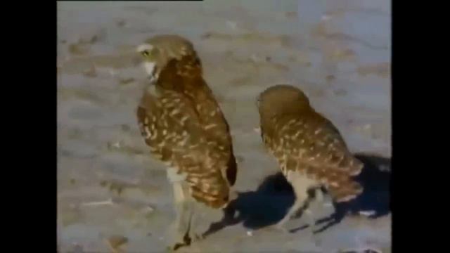 Охренеть. Самые смешные приколы. Надо видеть. смотреть онлайн