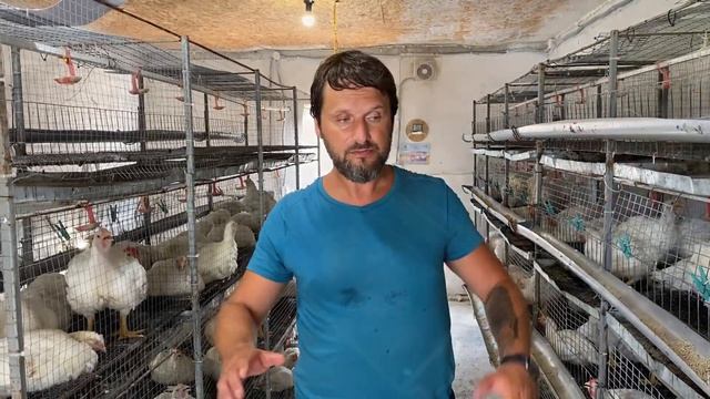 Плохой корм? Не растёт бройлер? Жара в курятнике? Выращивание бройлера в жару. Бизнес на бройлере.