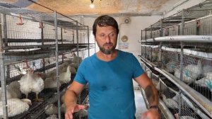Плохой корм? Не растёт бройлер? Жара в курятнике? Выращивание бройлера в жару. Бизнес на бройлере.