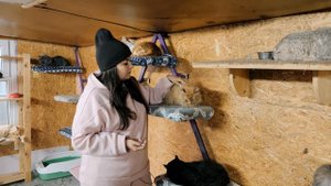 Как кошки попадают в приют? История одного кота.  Как выживал Петруша.