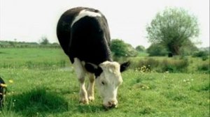 I am cow song + dont listen to it r u idiot XD