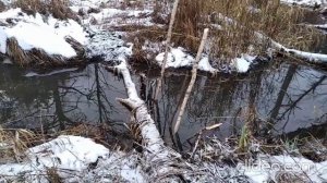 Поймал бобра. кп-320 Барнаул тонар