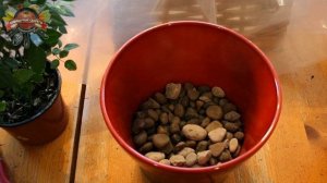 Белый налет на цветочных горшках—откуда берётся и как с ним бороться? Способ,которому меня научила.