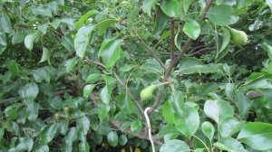 Что делать чтобы Груша цвела каждый год?