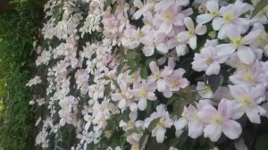 Клематис монтана