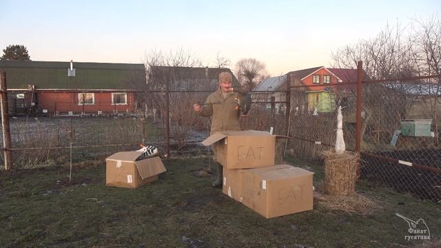 Обзор новых чучел белолобого гуся WSD UHD (вайты) смотреть онлайн