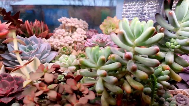 Бонсай из суккулентов смотреть онлайн