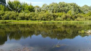 Река Сейм, Курская обл.