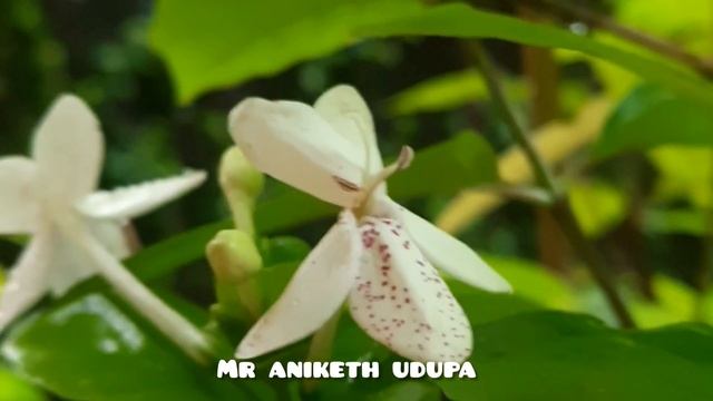 Pseuderanthemum Reticulatum Flower / Status /??