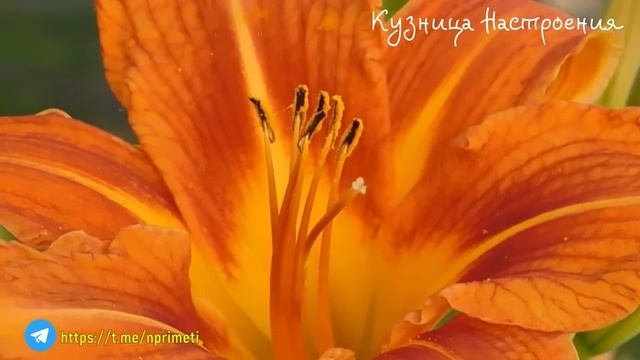 23 июня Тимофеев День. Что нельзя делать 23 июня. Народные традиции и приметы смотреть онлайн