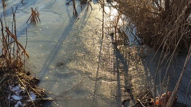 26 января 2023 г. Прогулка в лесу у озера Костянка смотреть онлайн