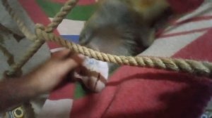 Обезьяна макака резус Гоша в домашних условиях