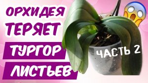 Орхидея теряет тургор листьев ч.2 ? КАК УСКОРИТЬ РОСТ КОРНЕЙ орхидеи / Почему вянут листья