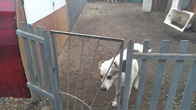 Алабай просит кушать смотреть онлайн