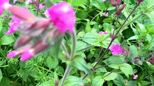 British Spring Blossoms - Red Campion (Silene dioica) #campion #silene #dioica смотреть онлайн