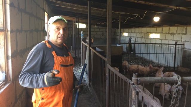 Водопровод в сарае для поросят. Нипельные поилки. Свиноводство. смотреть онлайн