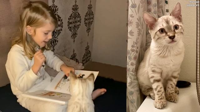 Снежные Бенгалы. Бенгальские котята в 4 месяца || Snow Bengals