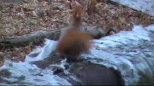 Белка готовится к зиме