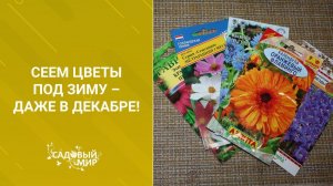 Сеем цветы под зиму – даже в декабре!