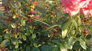 Роза от Кордес - этим все сказано!#kolner_flora