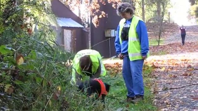 Cat Detection Training with Sounder part 1 смотреть онлайн